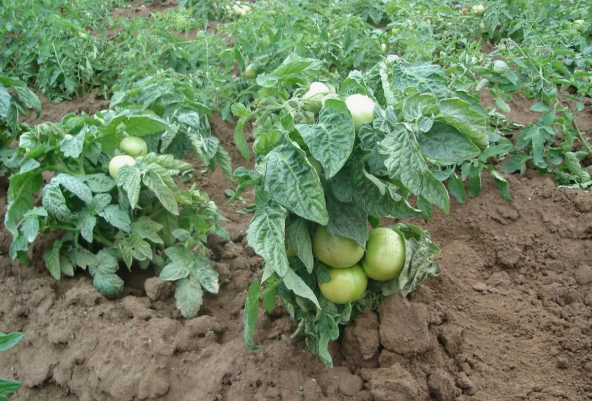 Источник фото: vitbichi.by