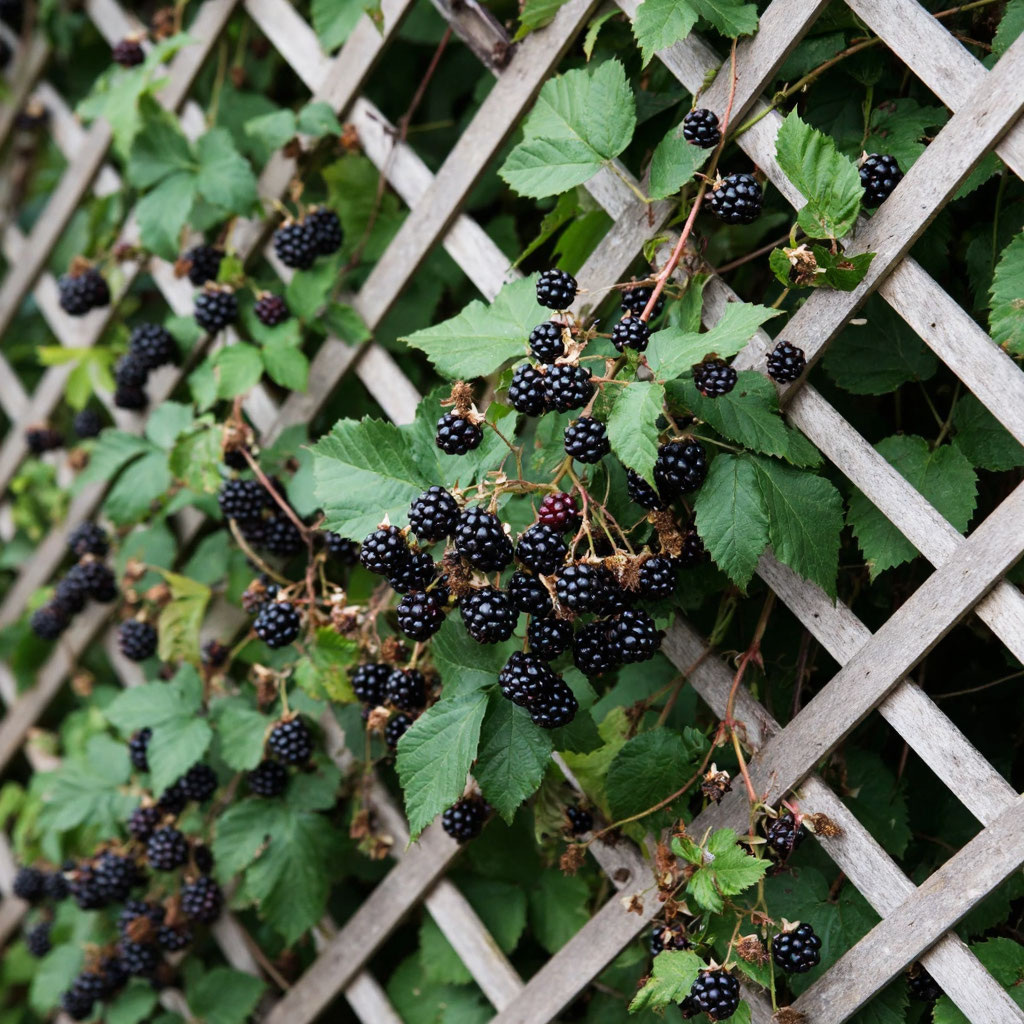 Ежевика саженцы