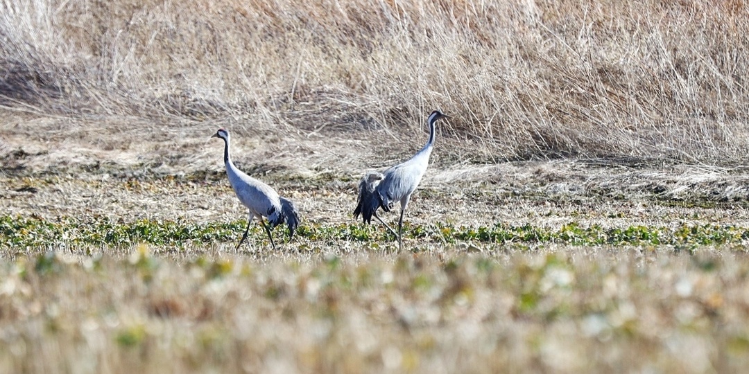 В США женщина 40 лет носила костюм журавля, чтобы научить птенцов летать