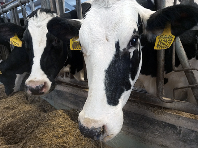Как на тверском предприятии коров кормят шоколадом и выдают цифровые паспорта