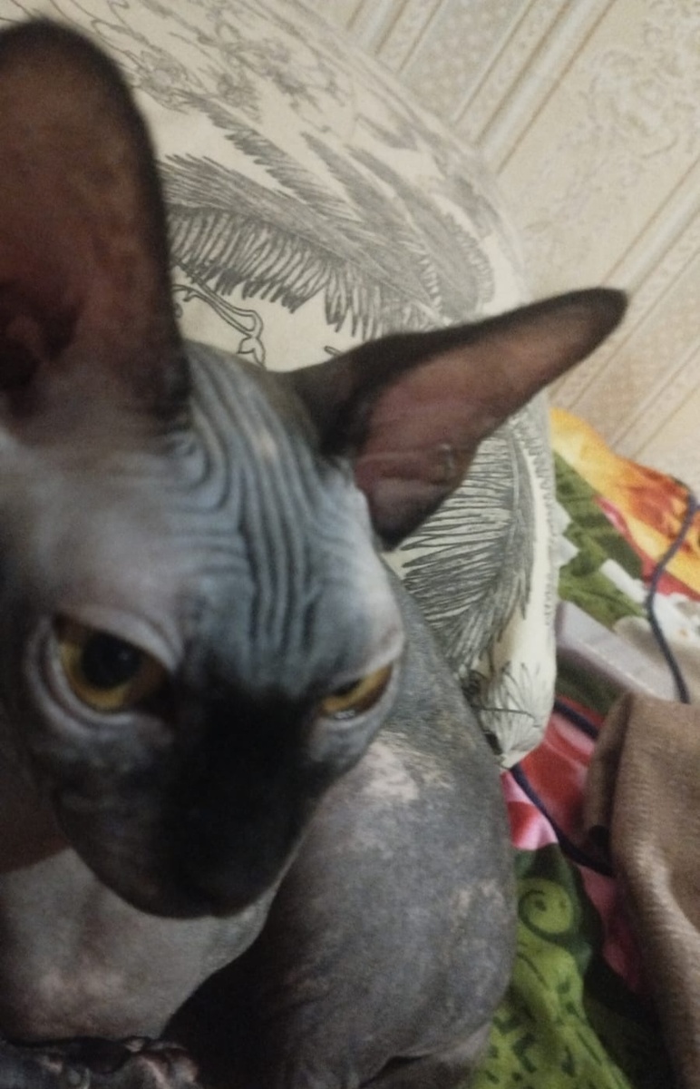 Канадский сфинкс Зюшка