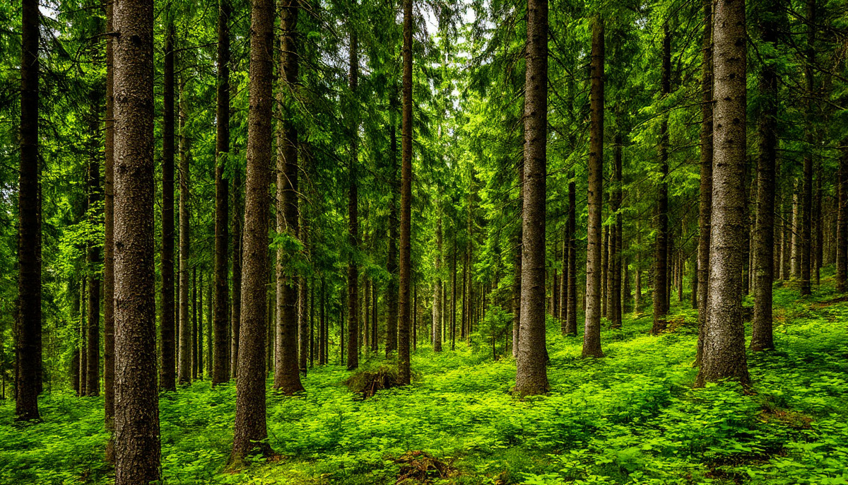 Они отправились в лес.