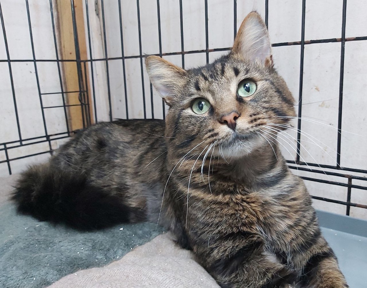 Котик Ноблс, 2 года, найден на улице. У Ноблса диагностирован ВЛК. Красавчик пристраивается единственным котиком или в семью, где уже проживают котики-носители ВЛК.