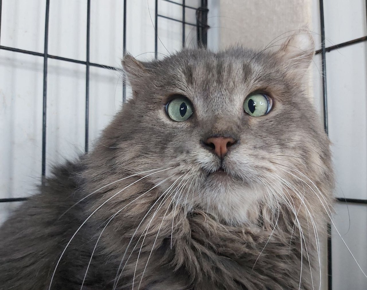 Котик Саваж, 6 лет, жил на улице. Саваж будет вас очень ждать дома и обязательно встречать.