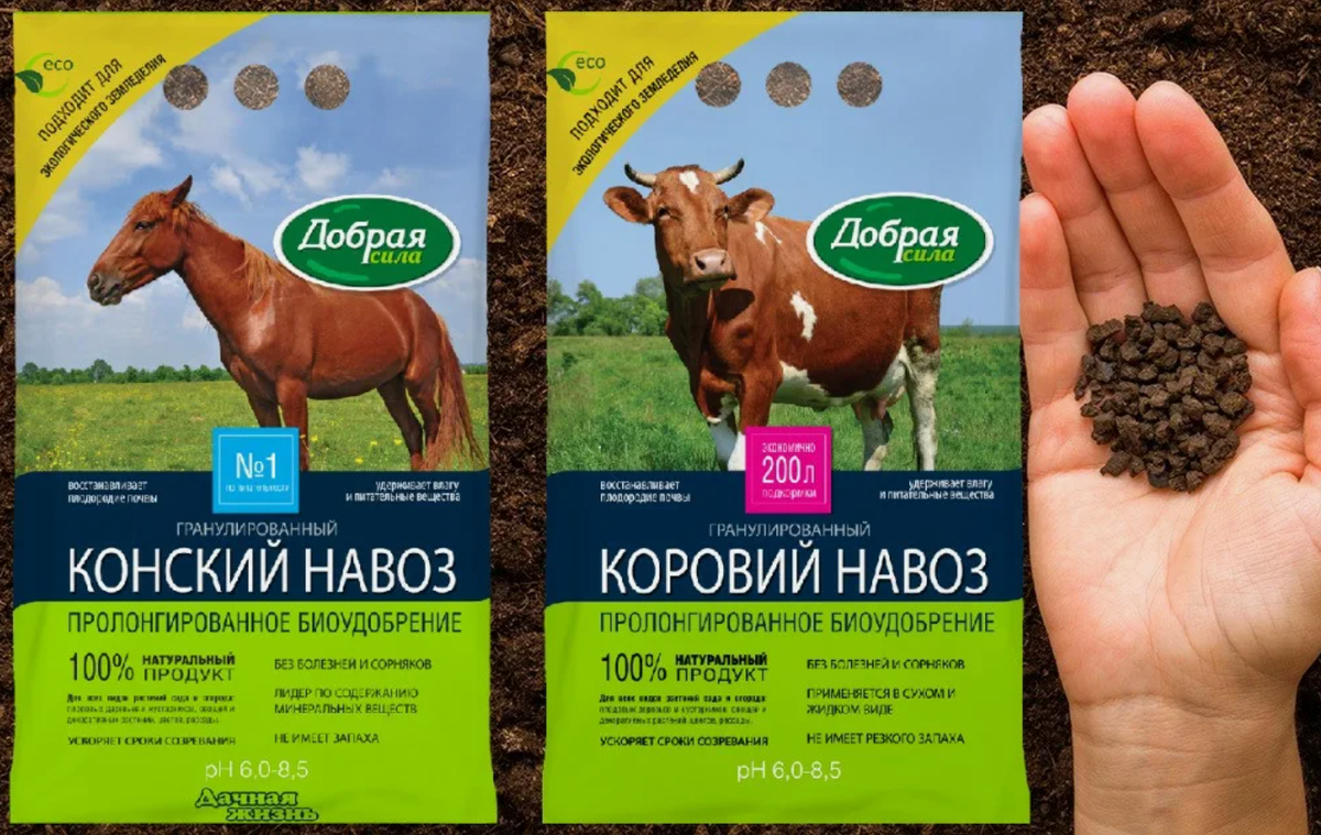 Источник фото: botanichka.ru