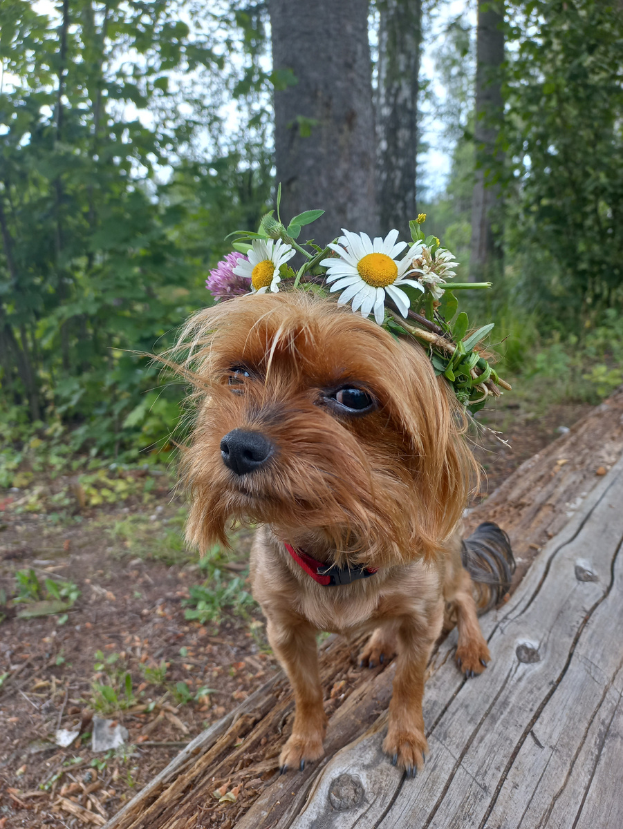 Айка на даче