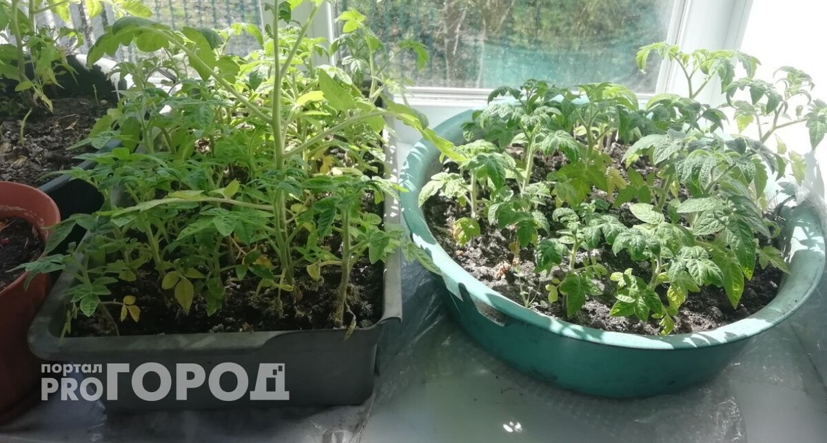    Из архива "Про Город"