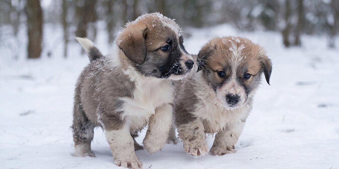 Челябинская героиня спасла щенков из ледяной ловушки: трогательная история о доброте