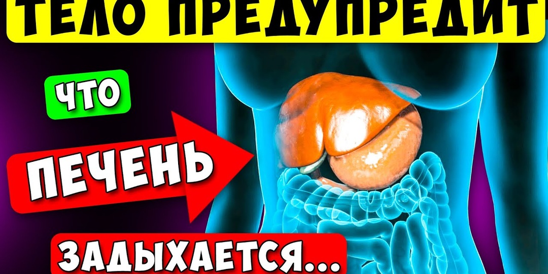 Печень перегружена, даже если анализы «в норме»: ранние признаки