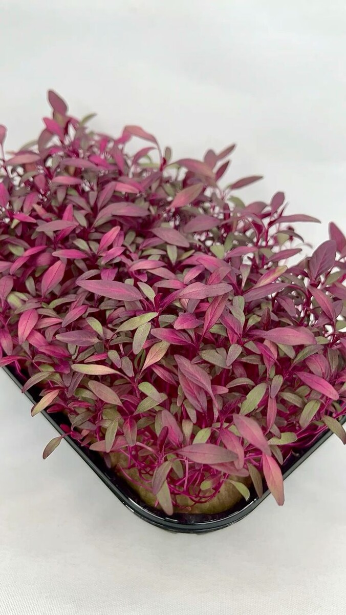 Микрозелень амаранта