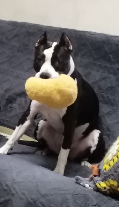 А в зубах наша любимая игрушка Фубля!