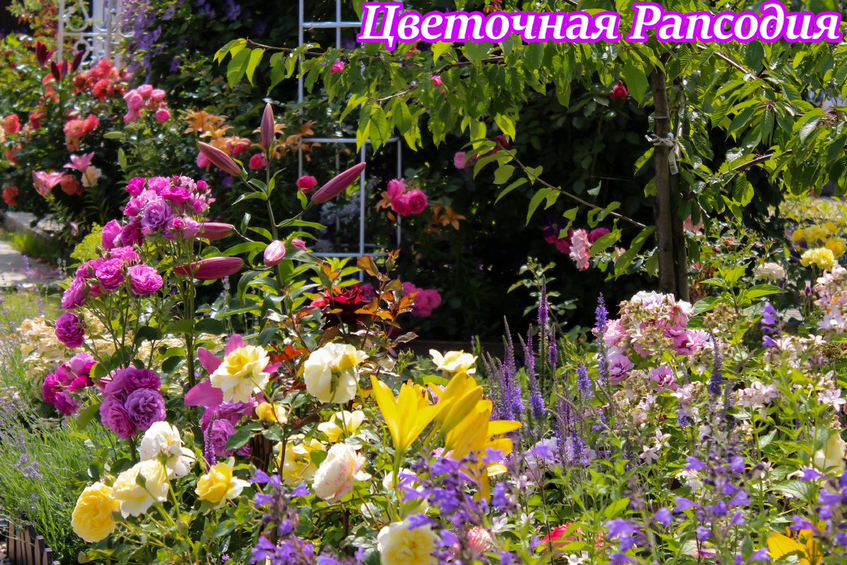 Лилии и розы в моём саду растут вместе. Лето 2025 года.