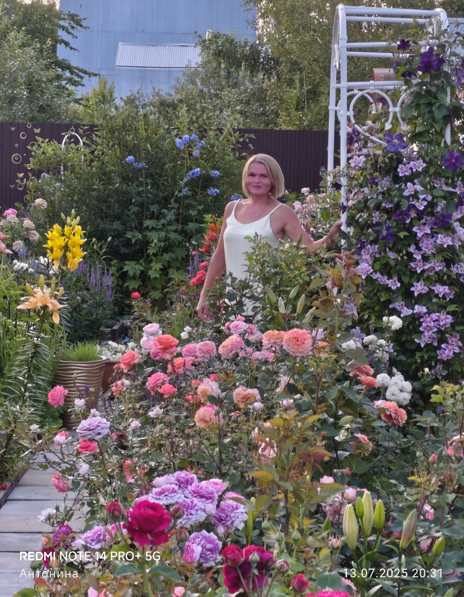 Лилии и розы в моём саду растут вместе. Лето 2025 года.