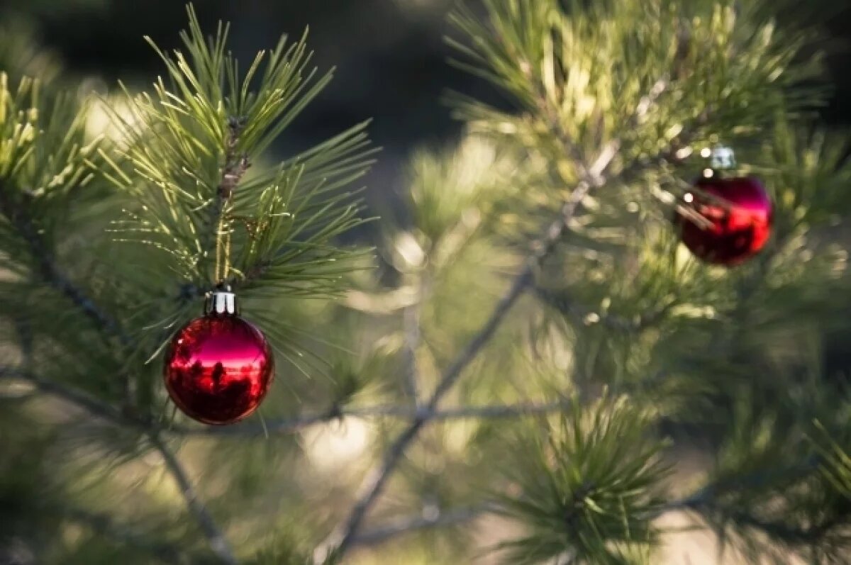    Жителей Перми призвали сдавать живые новогодние ёлки на переработку