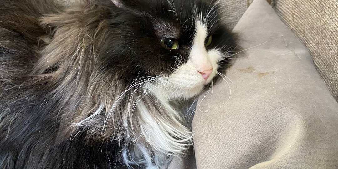 День Добра в приюте для 1400 питомцев.