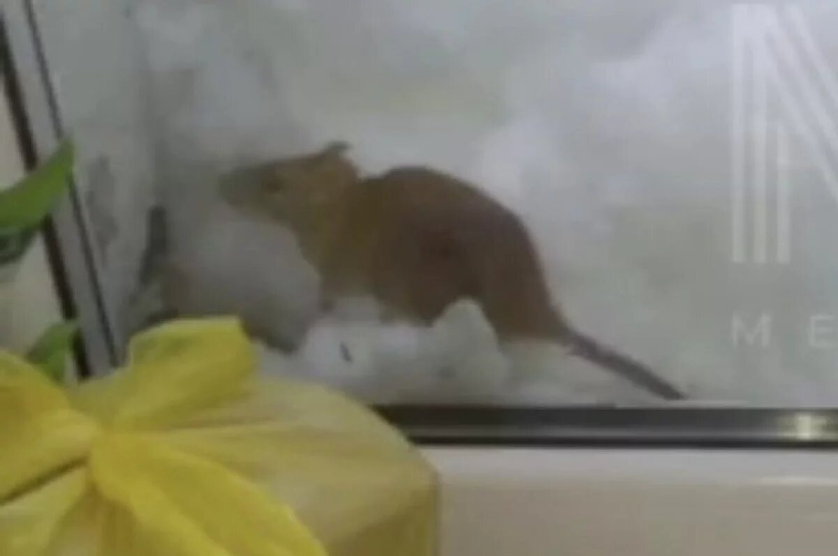    Крысы через сугробы пробираются к окнам жителей Петропавловска