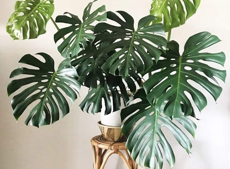 Растения для ванной комнаты без окон