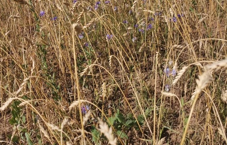    Фото: Лукьянов Дмитрий, AgroXXI.ru