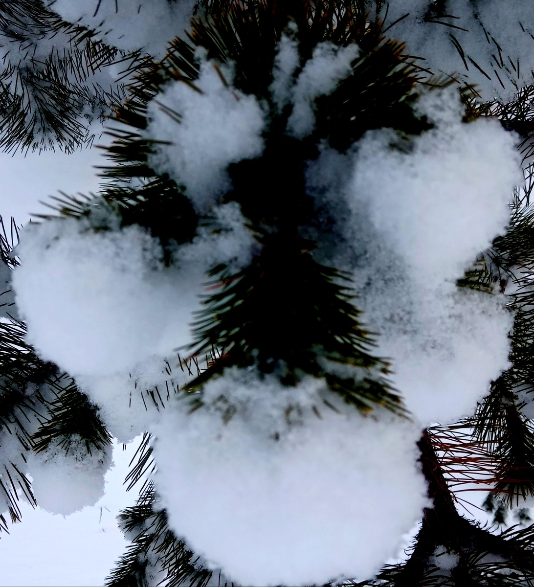 Фото автора от 22.01.26. Чудище!!!