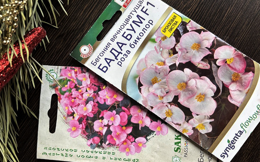 Бегонию посеяла в середине января