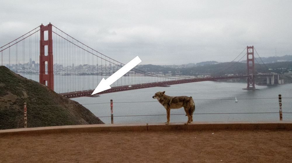    Неожиданный прыжок дикого койота на остров АЛКАТРАЗ — научное открытие или новая экосистема?