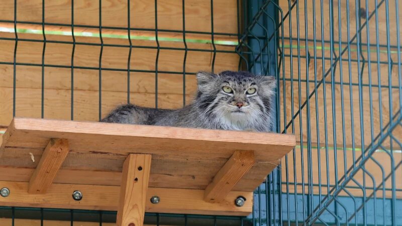     Манул Пепе в Барнаульском зоопарке Барнаульский зоопарк