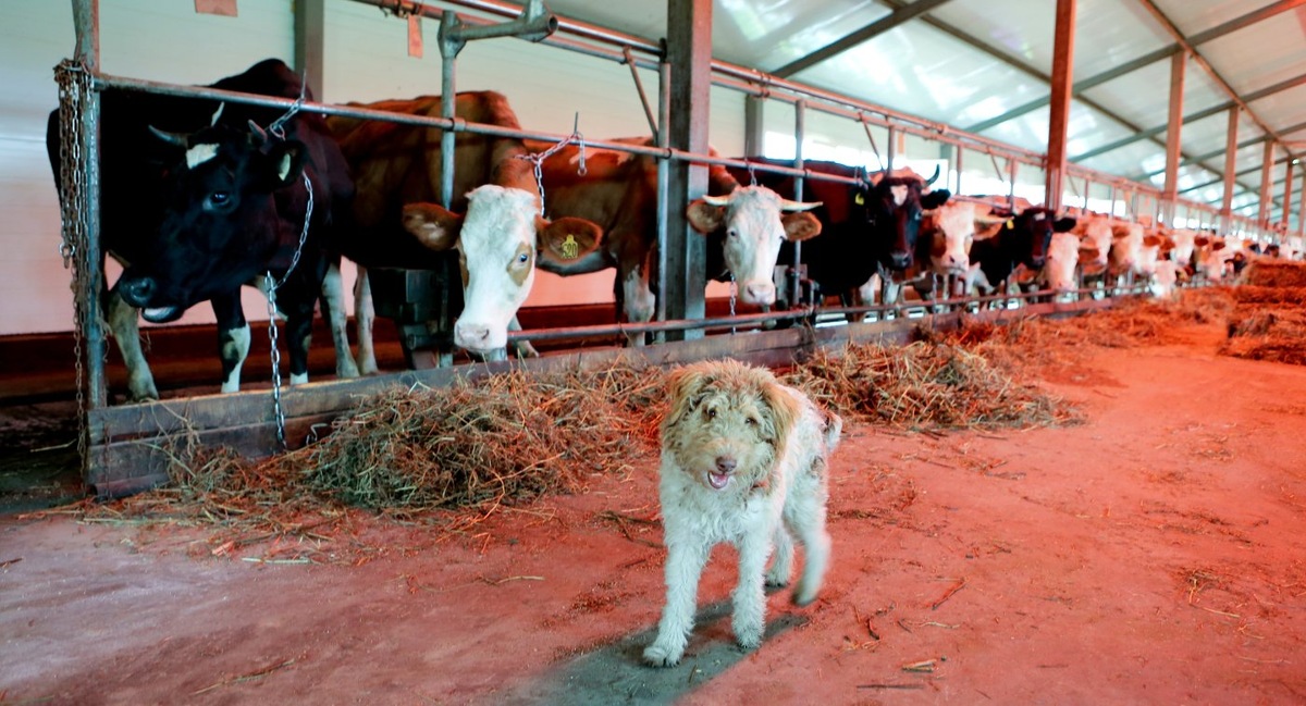    В Югре сохраняют благополучие скота по лейкозу после масштабных проверок