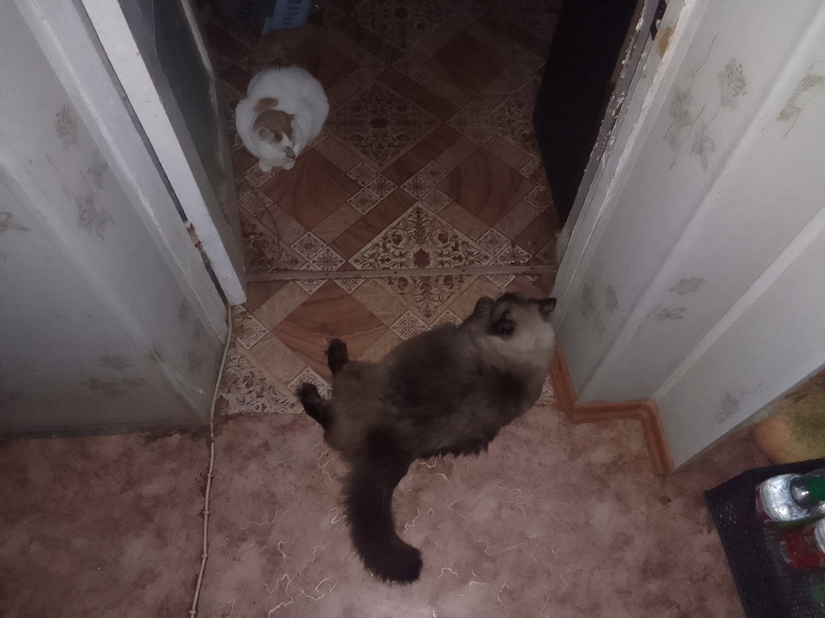 Сим Симыч на воротах. Команда черно-желтых главкошек.