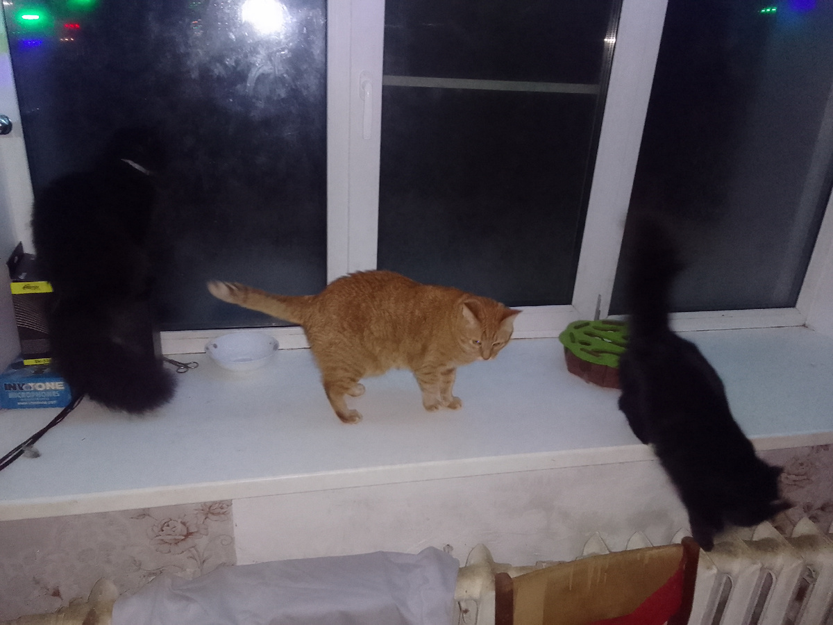 Команда черно-желтых главкошек: Кайра - полузащитница, Аббат - защитник, Октава - нападающая.