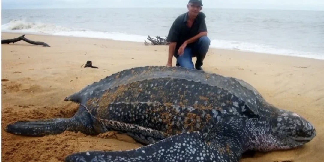 Эта черепаха выглядит мило… пока не откроет рот. Гигант, переживший динозавров