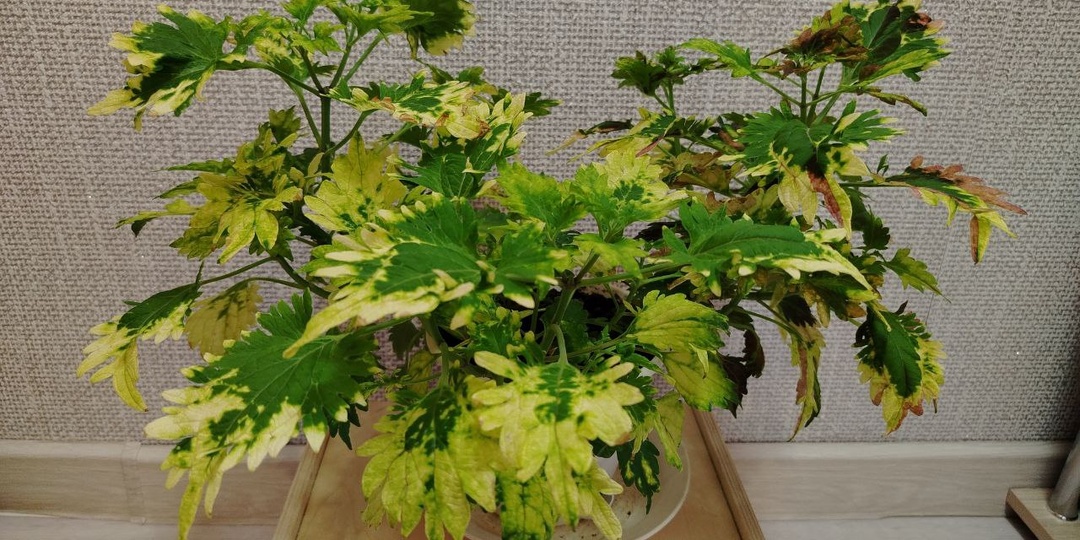 Ежегодно в коллекции колеусов добавляю всё новые сорта больше вегетативных