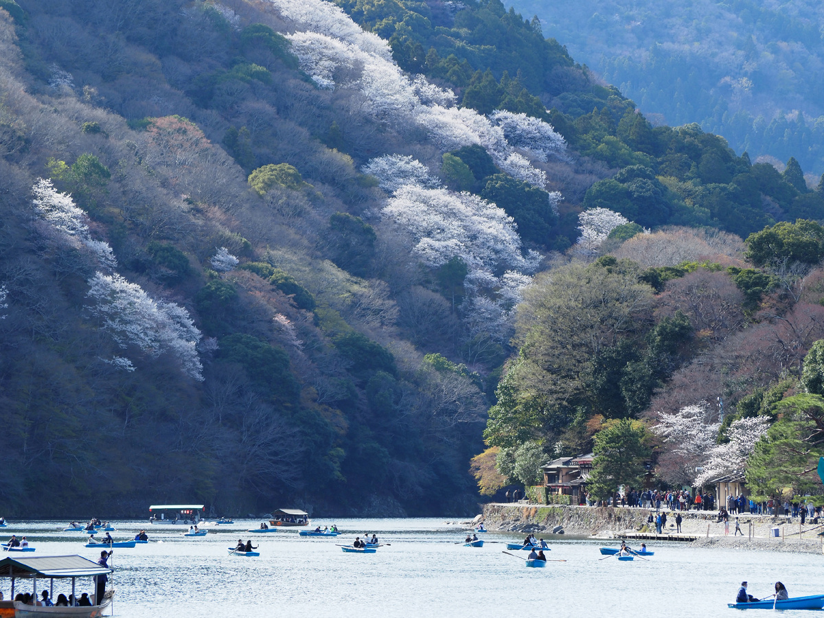 Река Кацура и склон горы Арасияма в сезон цветения сакуры