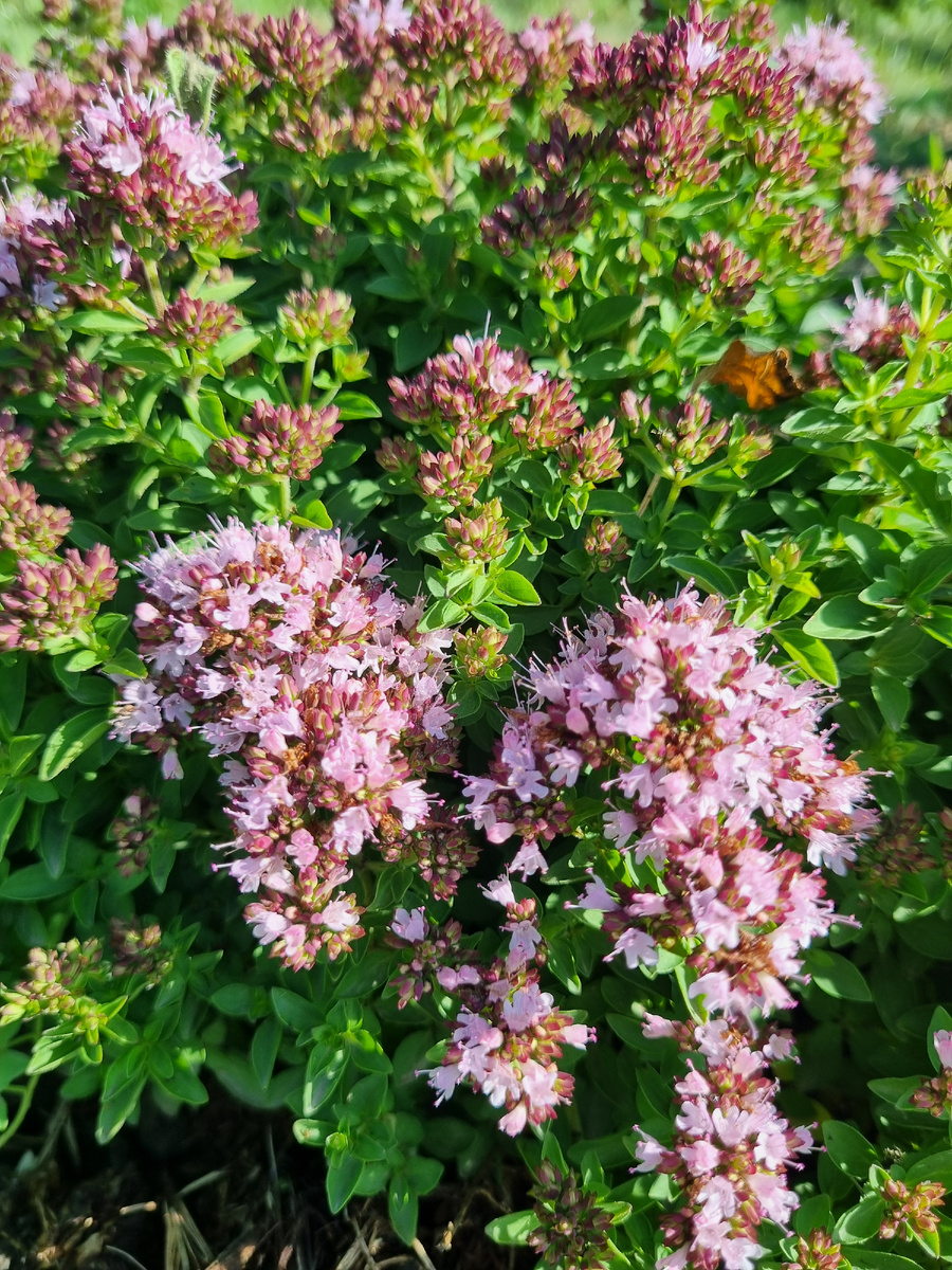 Это сорт Diabolo, но Милу обещают тоже розовую. Правда, высокую