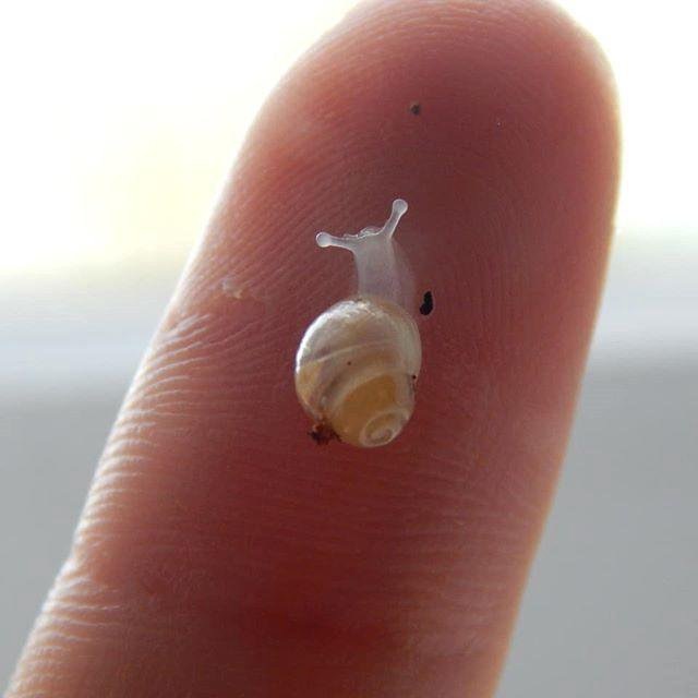 Даже на кончике пальца эта малютка кажется крошечным архитектурным шедевром.