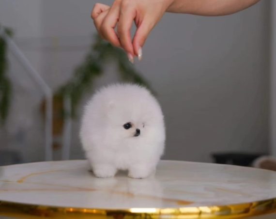 Эти крохи — прямые потомки арктических волков, сохранившие их отвагу и преданность.