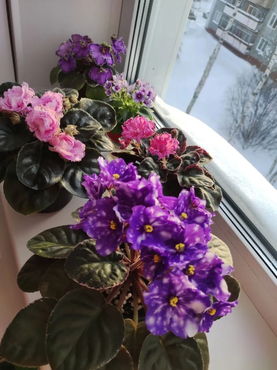 Зимнее цветение моих фиалок.