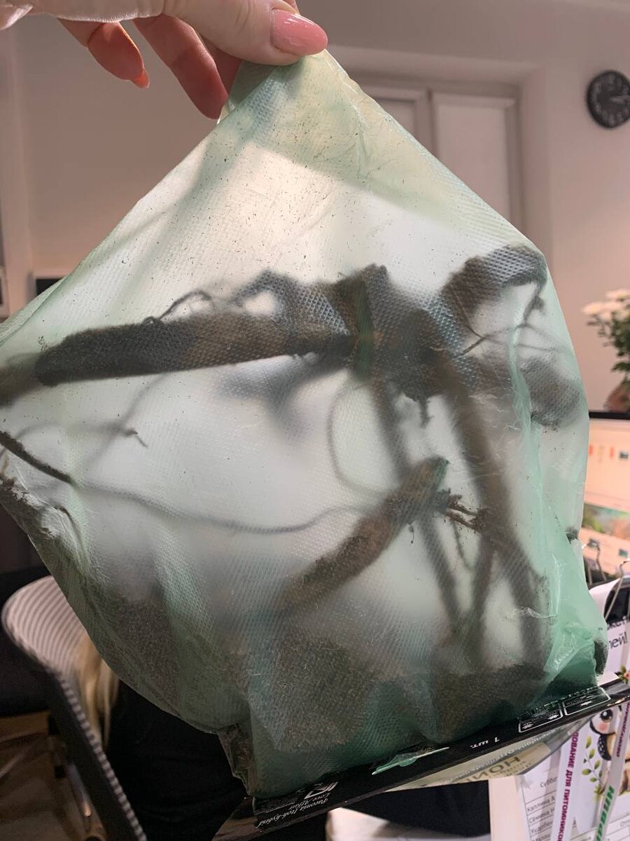 25.10.25 АФ "Поиск". Перед покупкой пиона состоялась обратная связь 