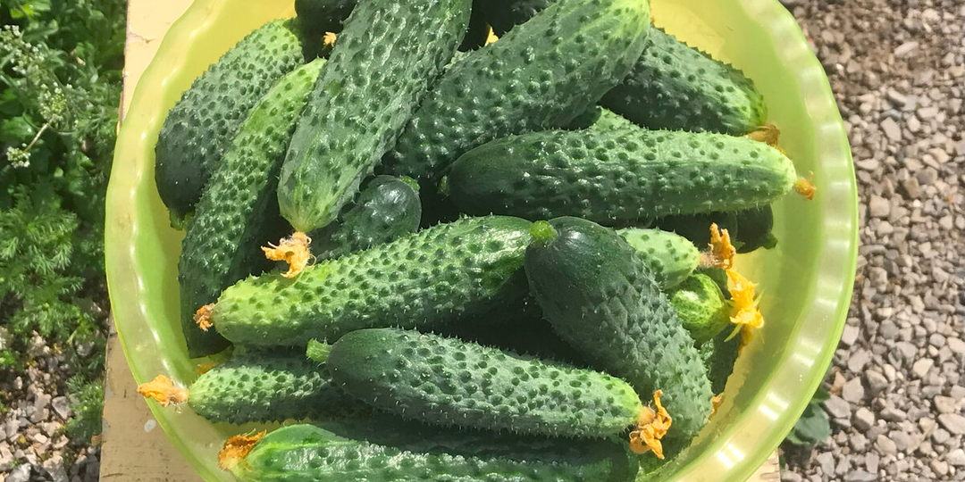 Случайно посадила огурцы в тень — и собрала урожай тазами