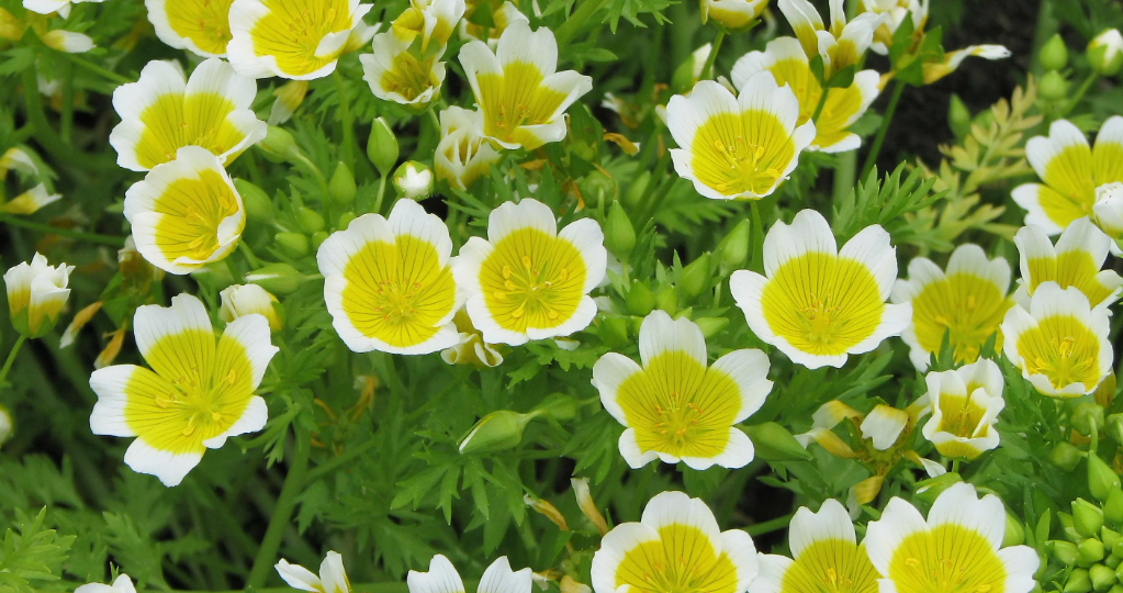 Вырастут даже на неплодородной почве. Более 10 цветов для любого сада