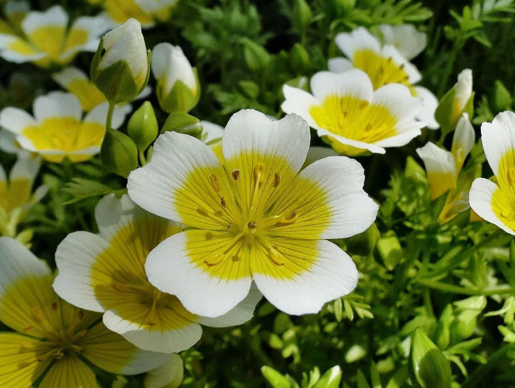 Лимнантес Дугласа