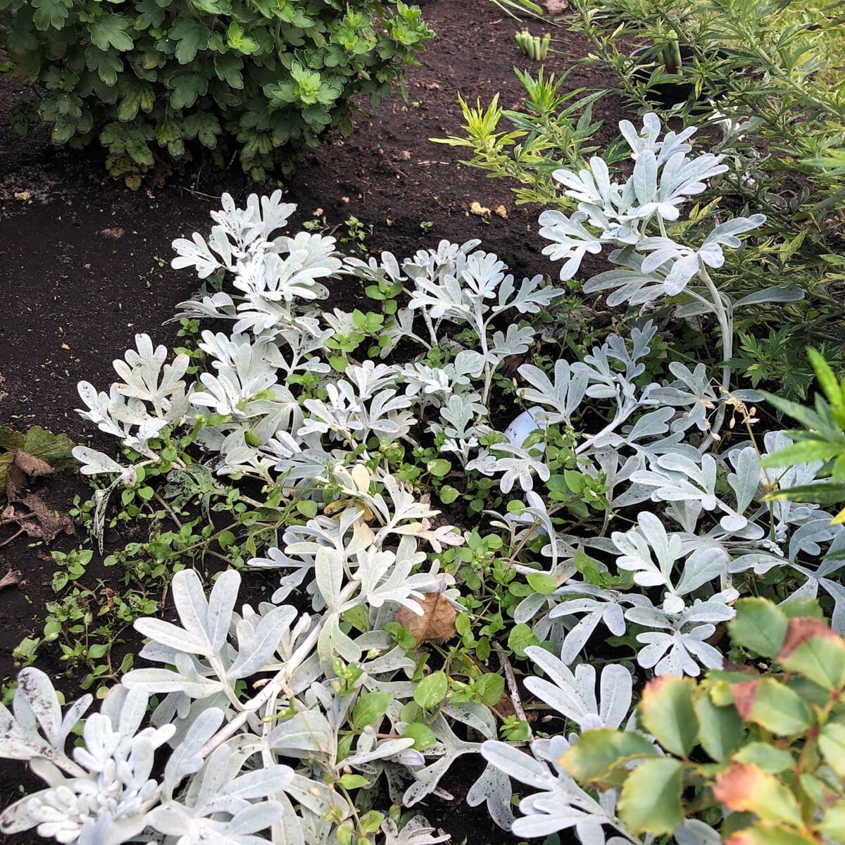 Полынь Стеллера