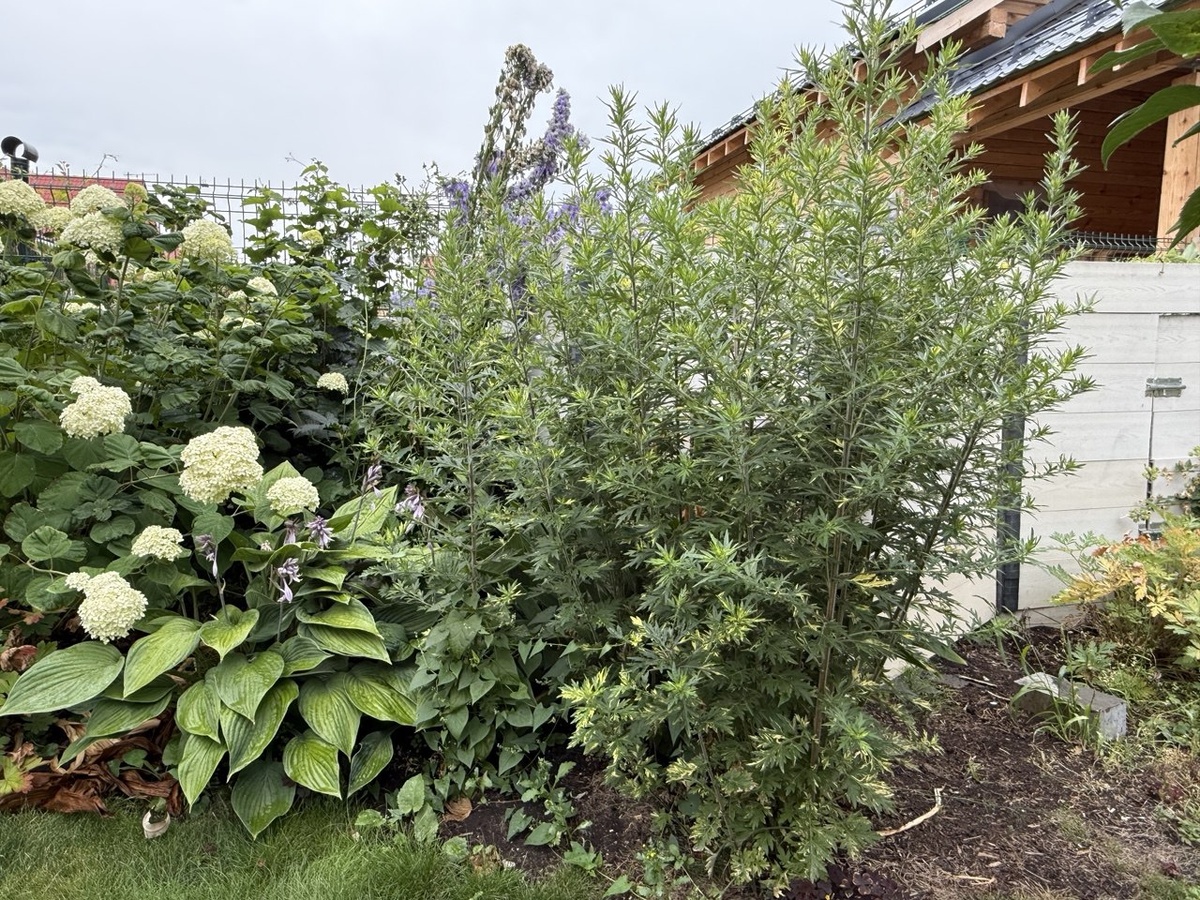 Полынь древовидная, вариегатная