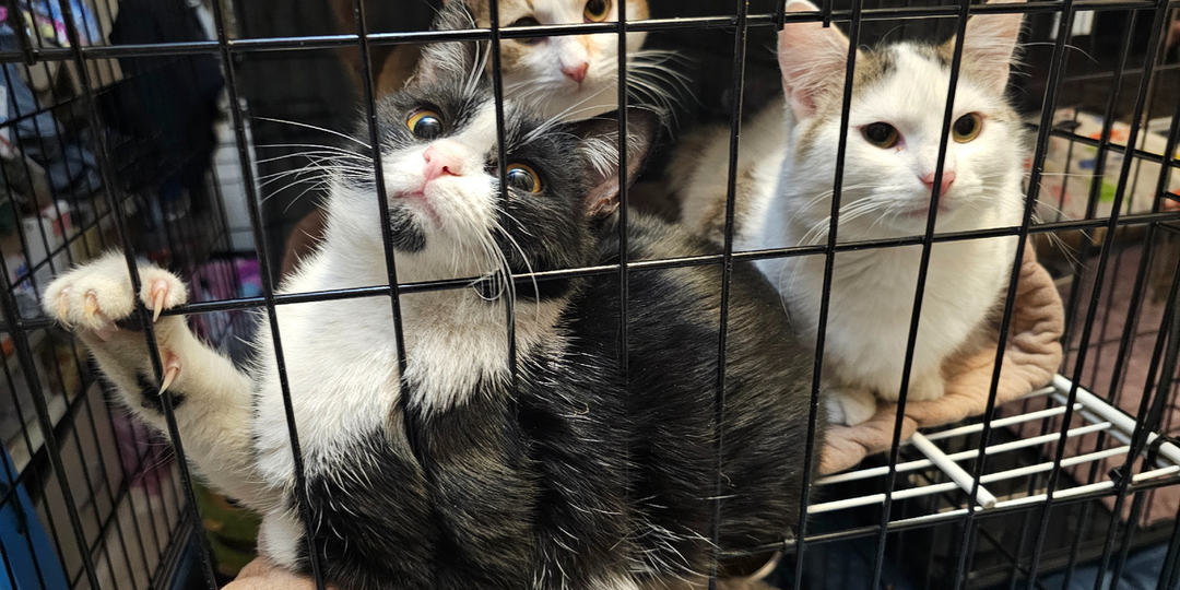 Кошачий приют из Смоленска нуждаются в лекарствах! СОС!