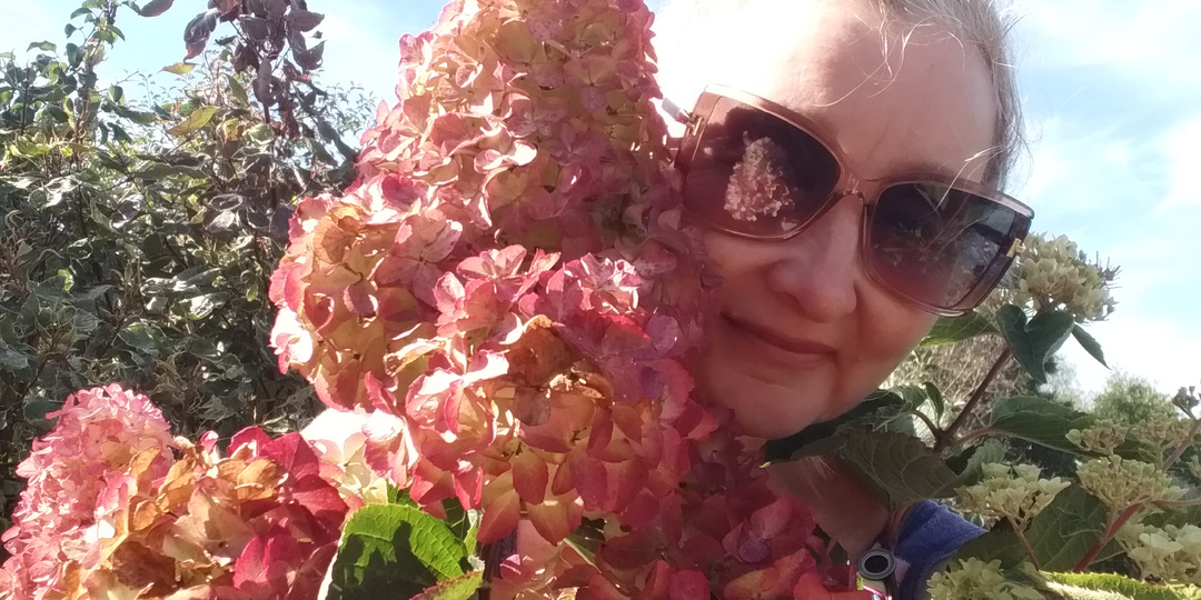 Гортензии для южных регионов