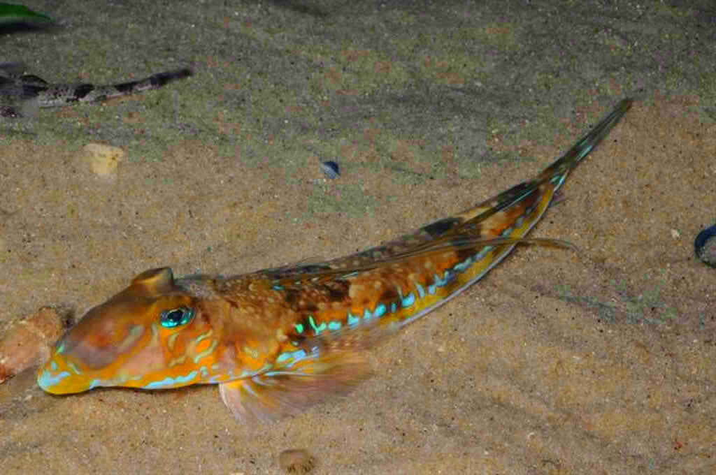 Полосатая пескарка.