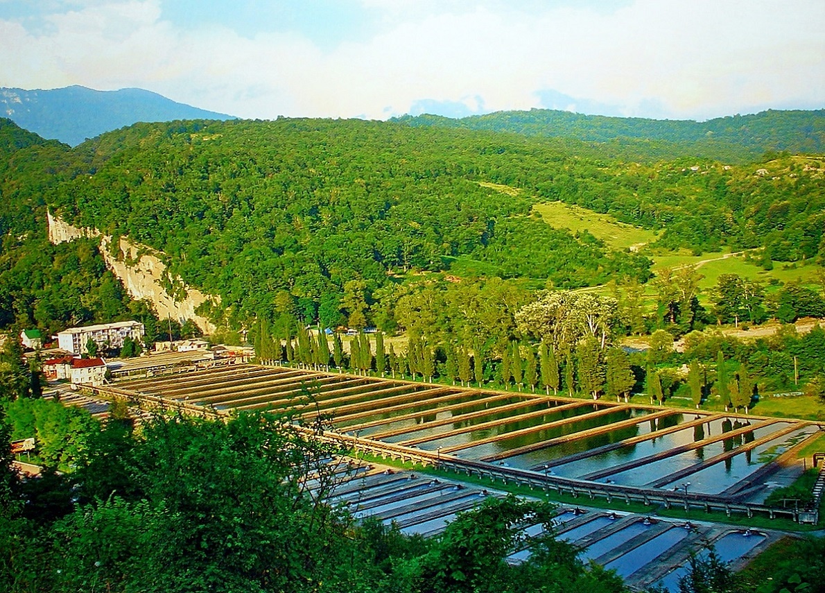 Форелевое хозяйство Сочи