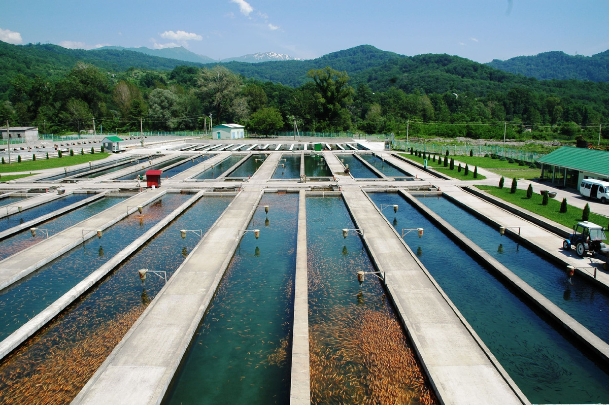 Форелевое хозяйство Сочи