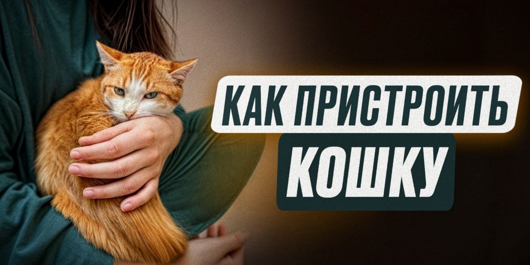 Видео о том, как пристроить кошку на канале