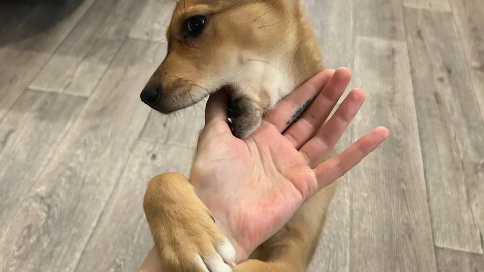 Её жизнь началась с предательства. А теперь посмотрите, в какое сокровище она превратилась!