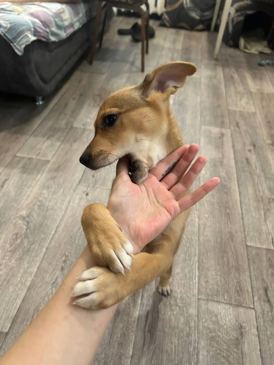 Мы до сих пор с содроганием вспоминаем этот страшный «подарок». 